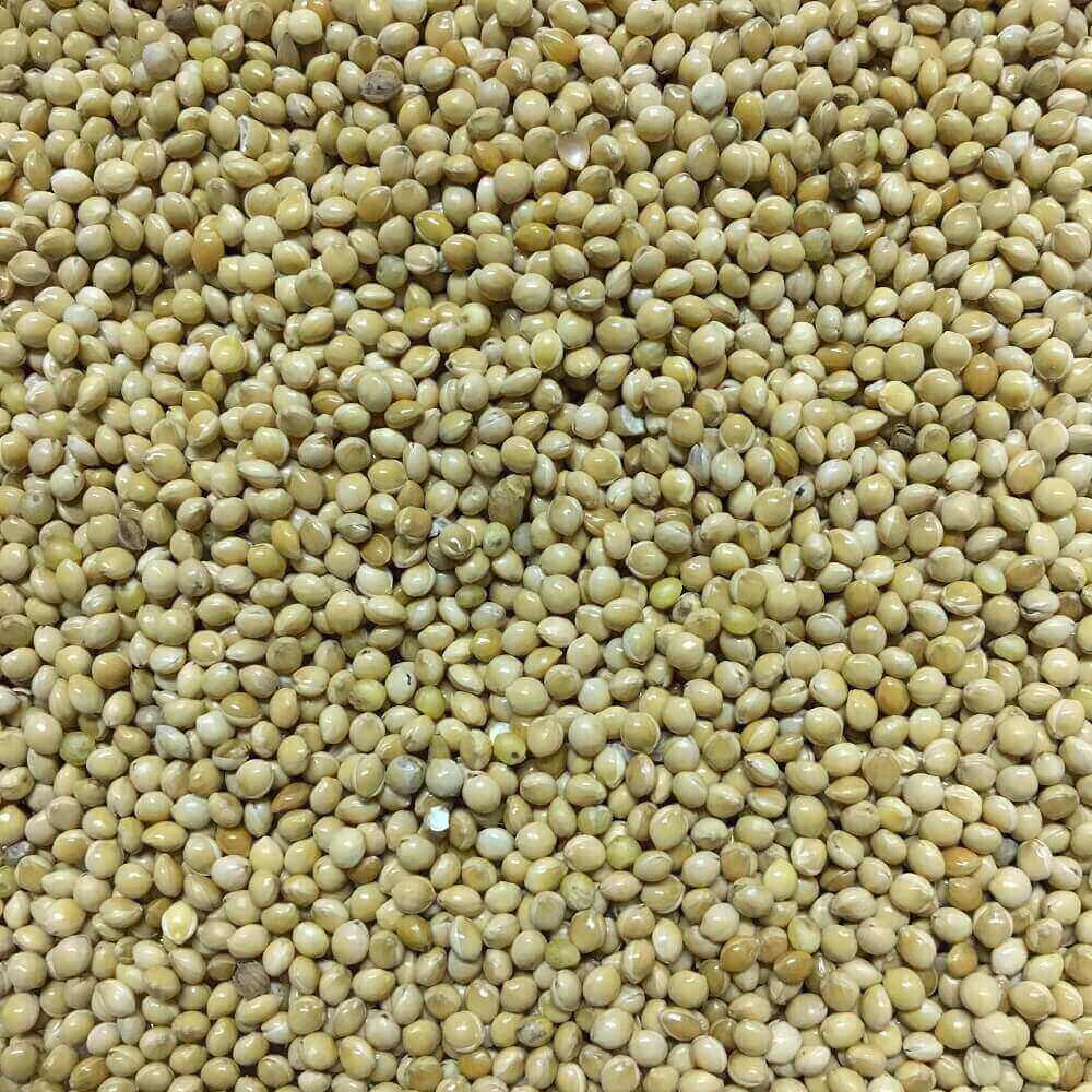 Weiße Hirse für Vögel