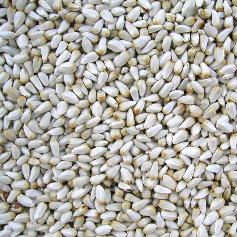 Kardisaat Färbersitelsamen