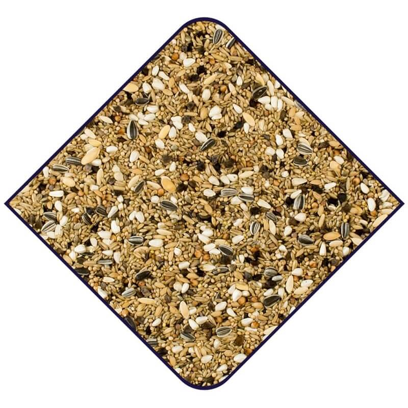 Witte Molen Pyrrhura Mischung