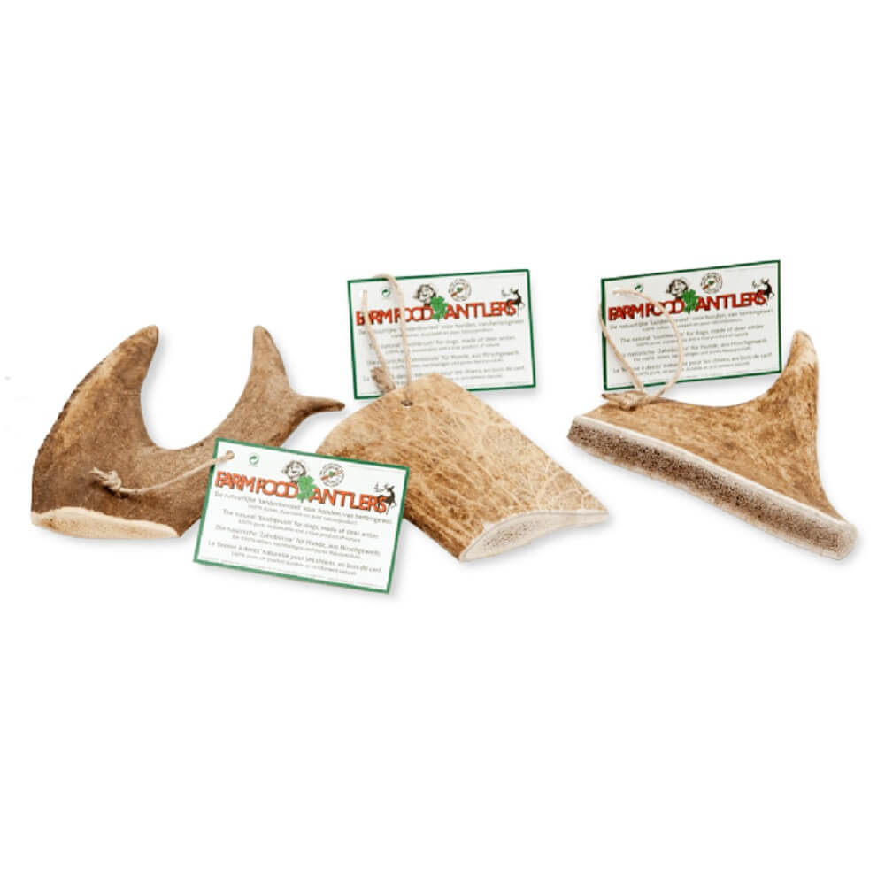 Antlers Fallow Geweih vom Damhirsch