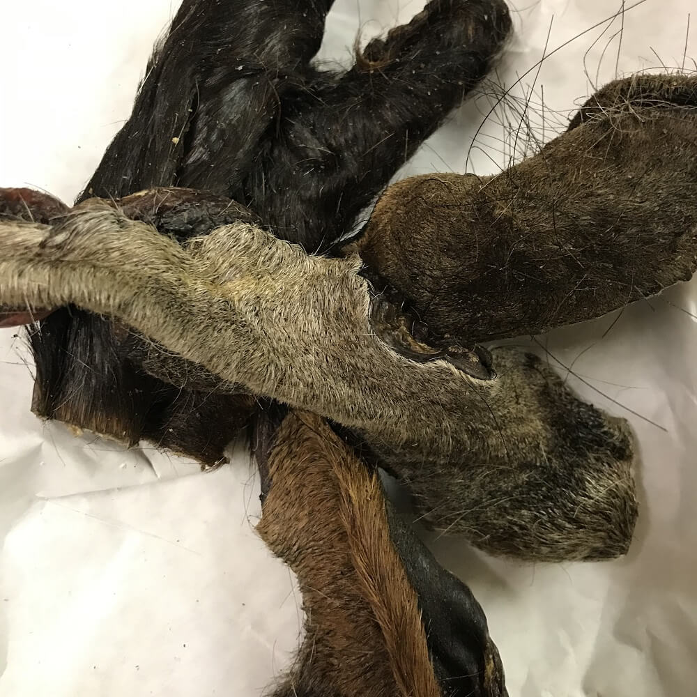 Getrocknete Pferdekopfhaut mit Fell