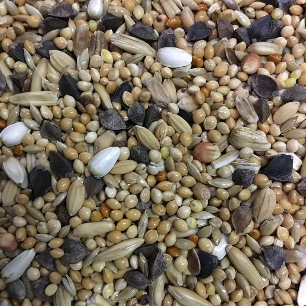 Großsittichfutter ohne Sonnenblumenkerne