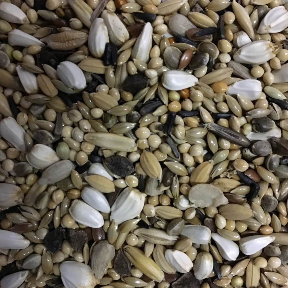 Futter für Neophemen und Grassittiche