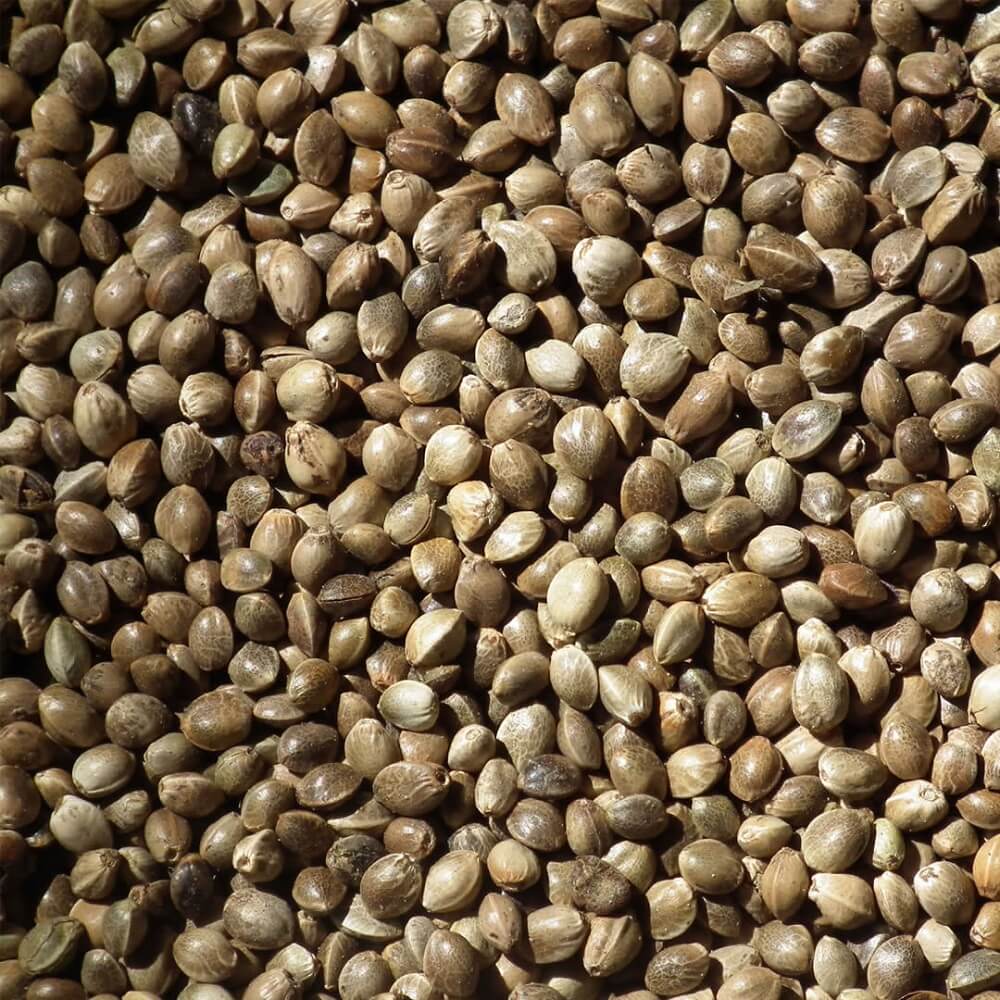 Hanfsaat - EU Hanf für Vögel