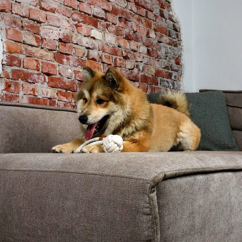 Harper Ball für Hunde