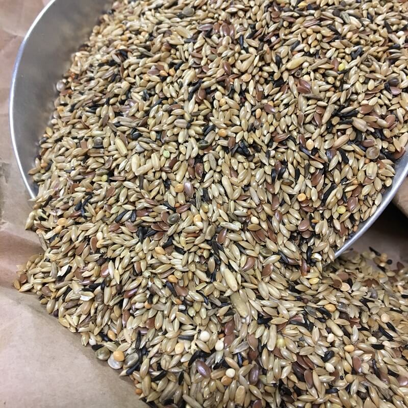 Futter für Positurkanarien ohne Rübsen