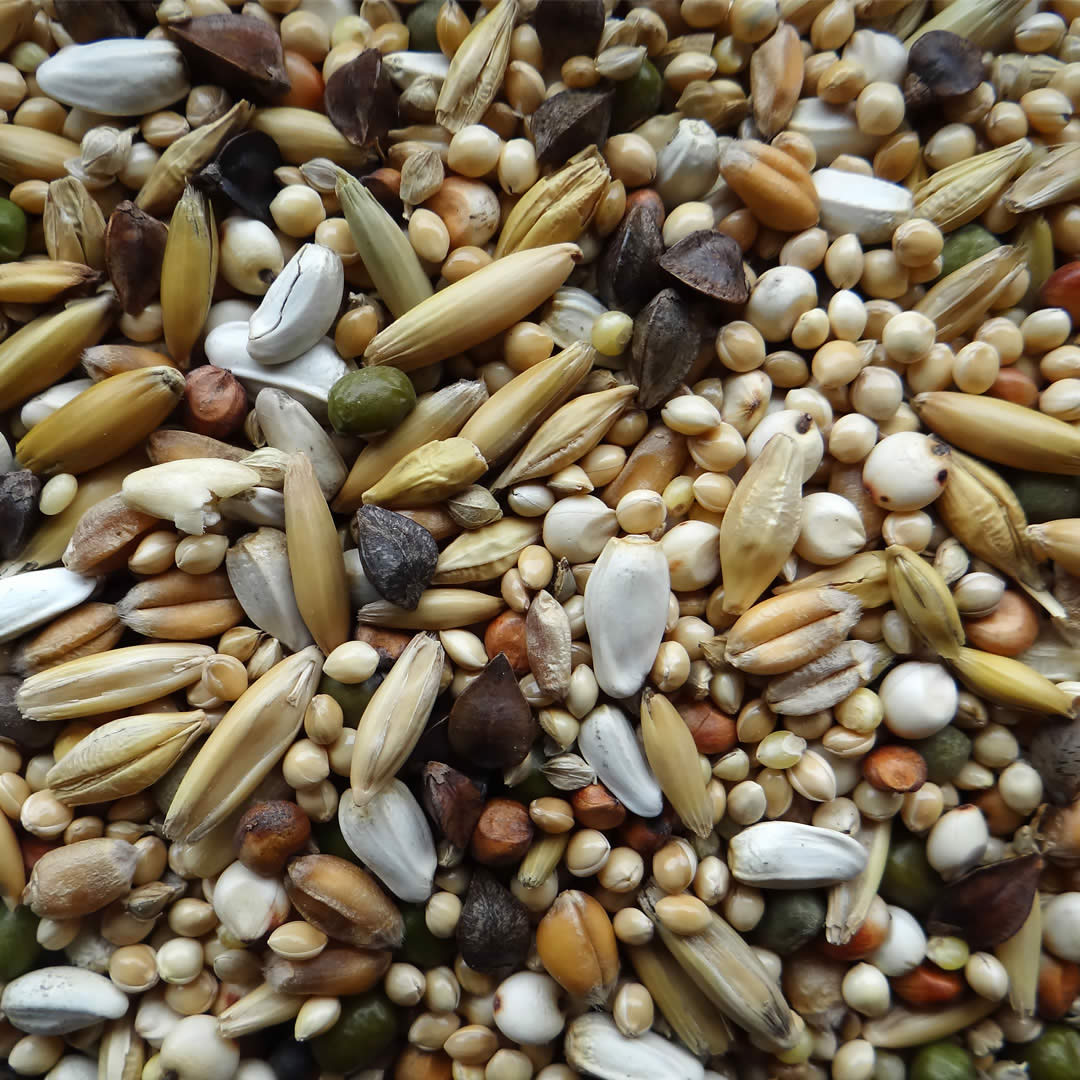 Keimfutter für Sittiche