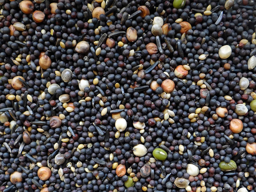 Keimfutter für Kanarienvögel und Waldvögel