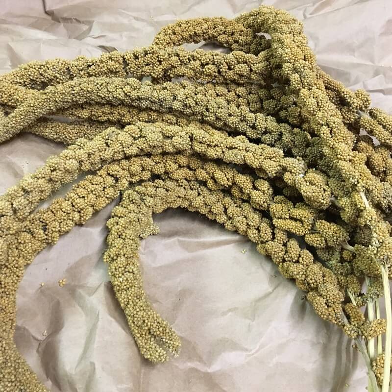 Kolbenhirse gelb und französisch