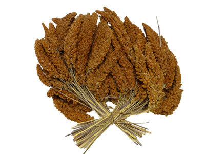 handverlesene französische Kolbenhirse rot