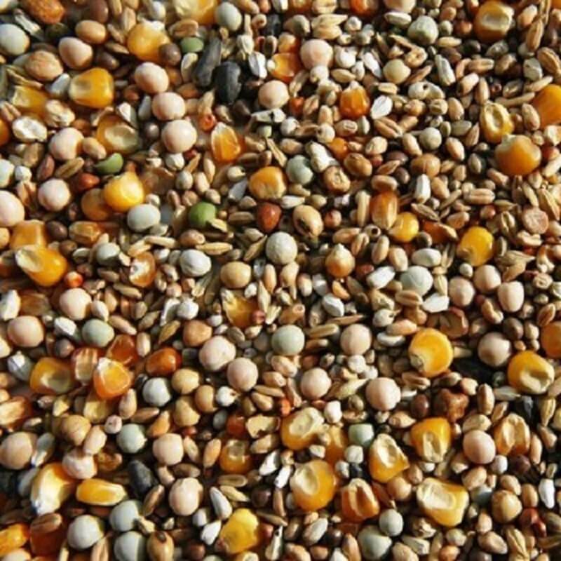 Premium Futter für die Mauser