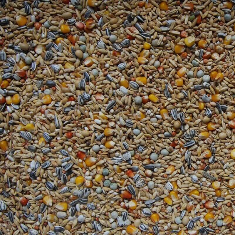 Taubenfutter zur Darmreinigung