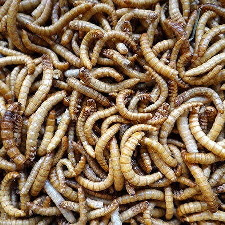 getrocknete Mehlwürmer für Vögel und Nager
