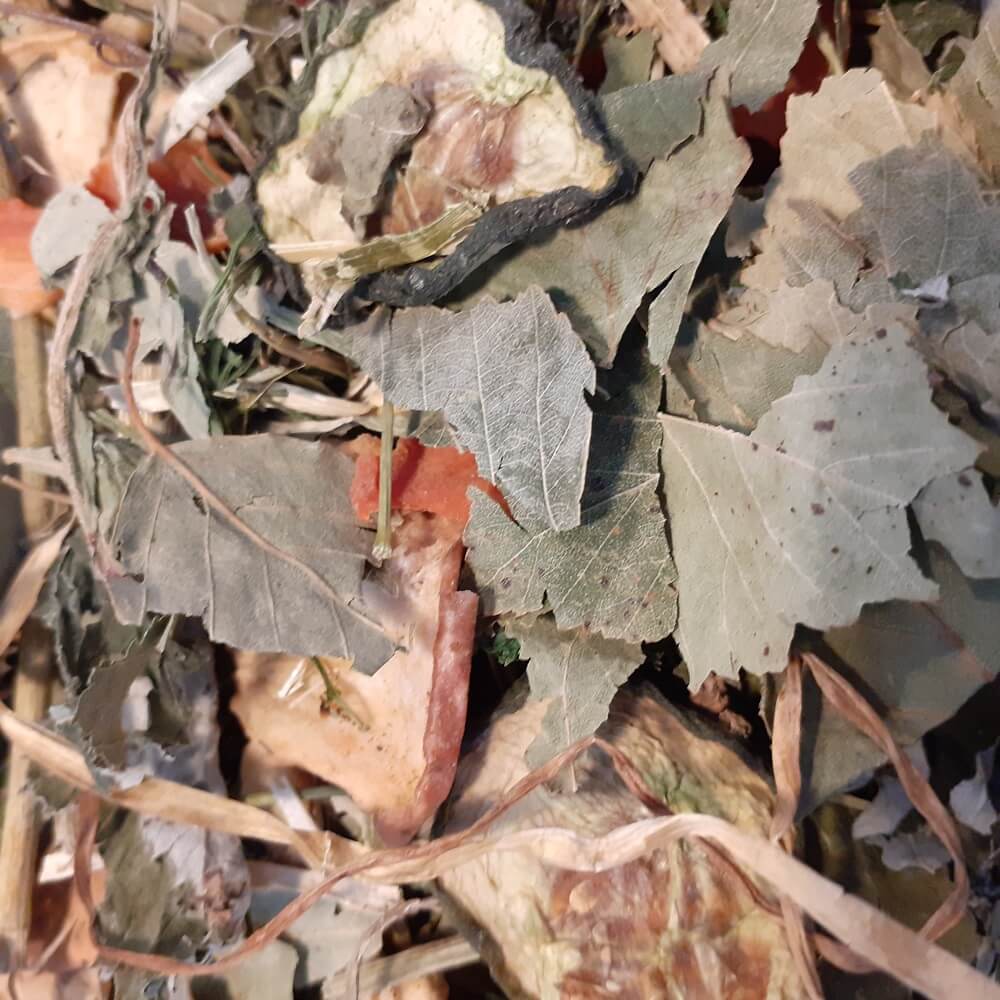 Mr Backs Gemüsegarten für Hühner