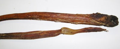 Ochsenziemer - Enden