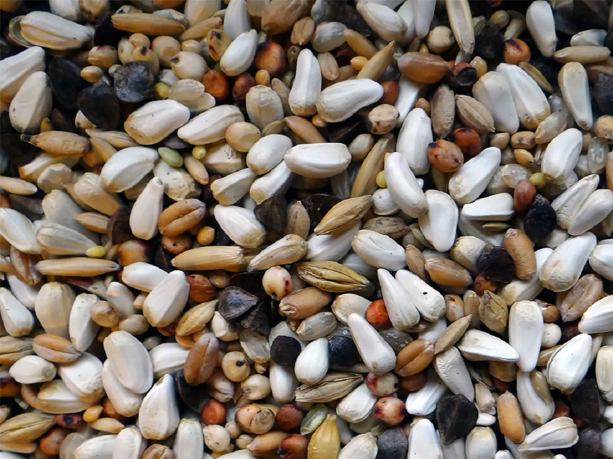 Papageien Diätfutter und Keimfutter