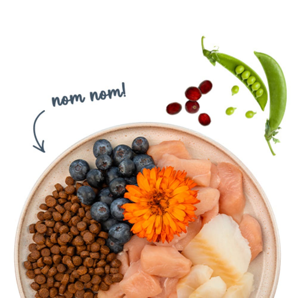 Sanabelle Adult mit Forelle & Blaubeere