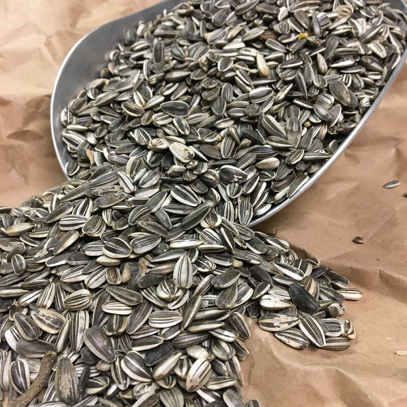 Vogelfutter Sonnenblumenkerne gestreift