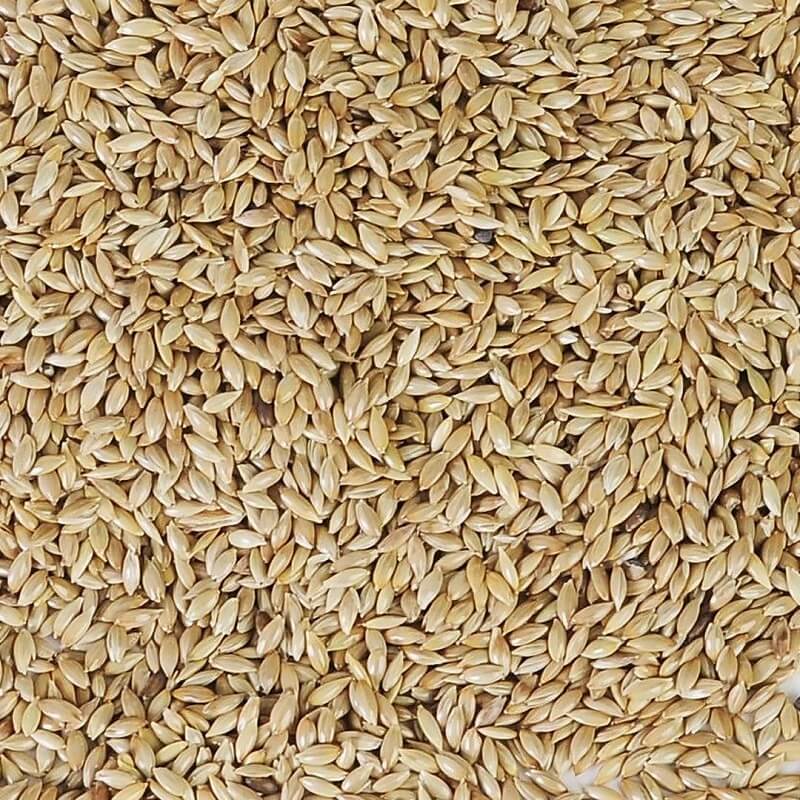 Spitzsamen Kanariensaat