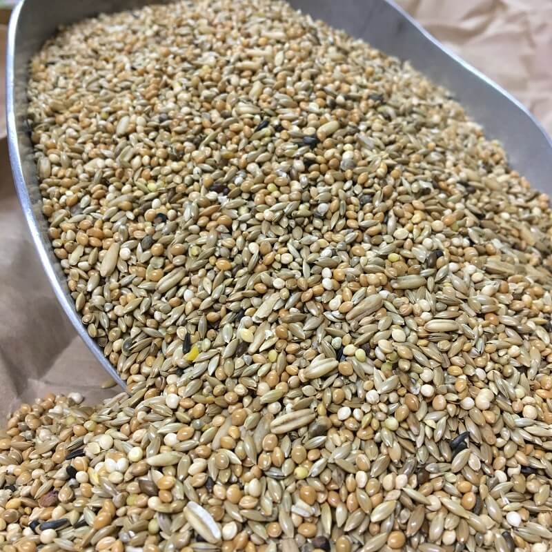 Expert Premium Futter für Wellensittiche