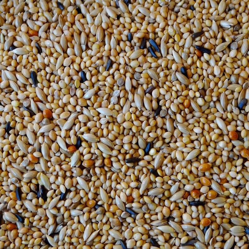 Exoten- Futter für australische Prachtfinken