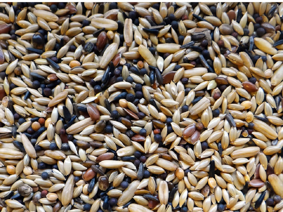 Witte Molen Futter für Kanarien ES