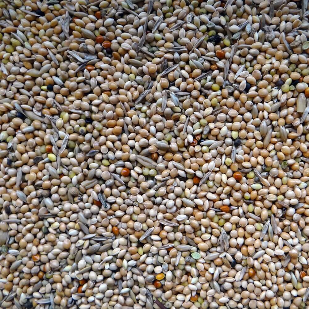 Expert Wellensittichfutter Prima Basis