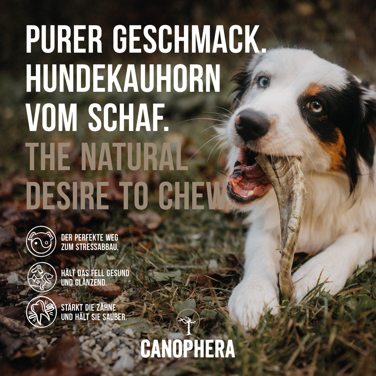 Hunde Kauhorn vom Schaf