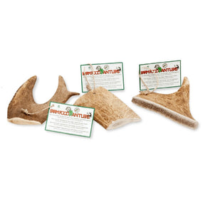 Antlers Fallow Geweih vom Damhirsch