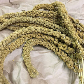 Kolbenhirse gelb und französisch