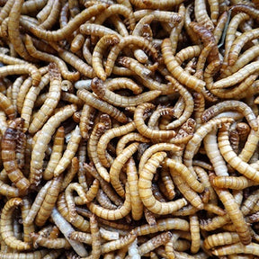 getrocknete Mehlwürmer für Vögel und Nager